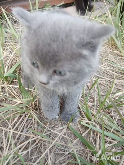 Котёнок (девочка)