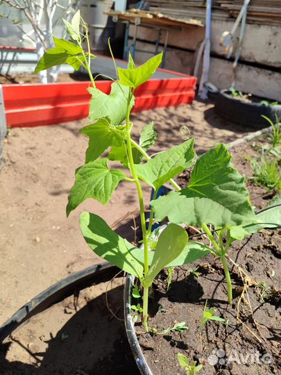 Вьюнок садовый бешеный огурец