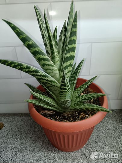 Алоэ, филодендрон, мандарин, фикус