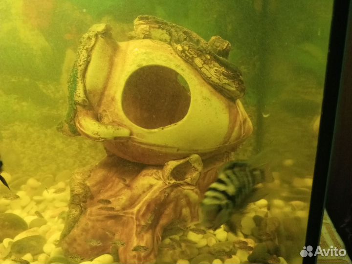 Рыбки цихлиды