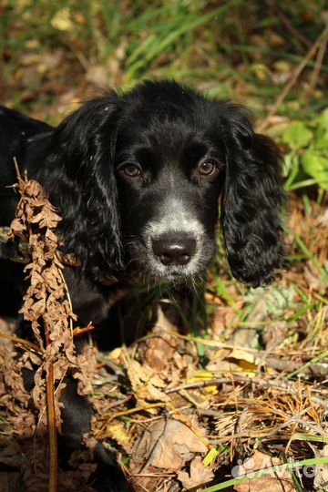 Вязка русский охотничий спаниель