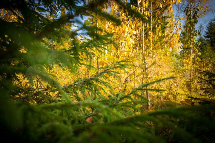 Участок 33 сот. (СНТ, ДНП)