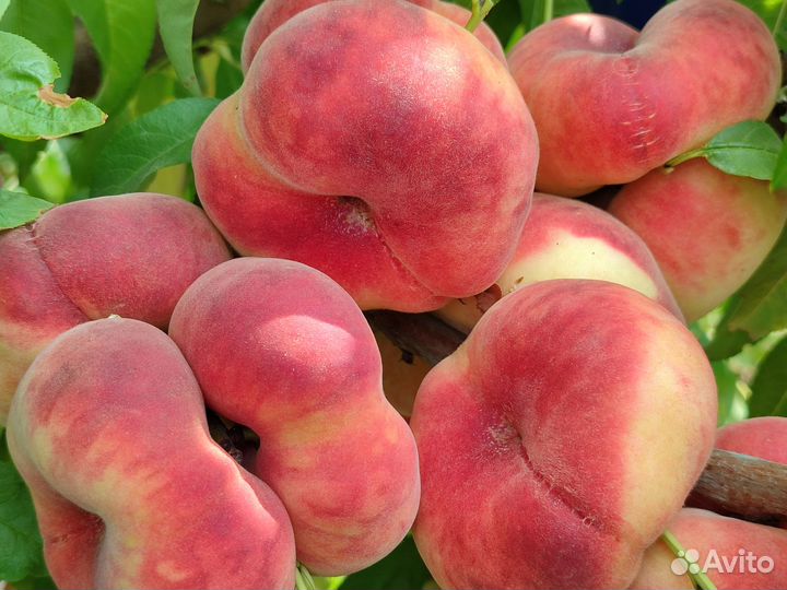 Саженцы Персика