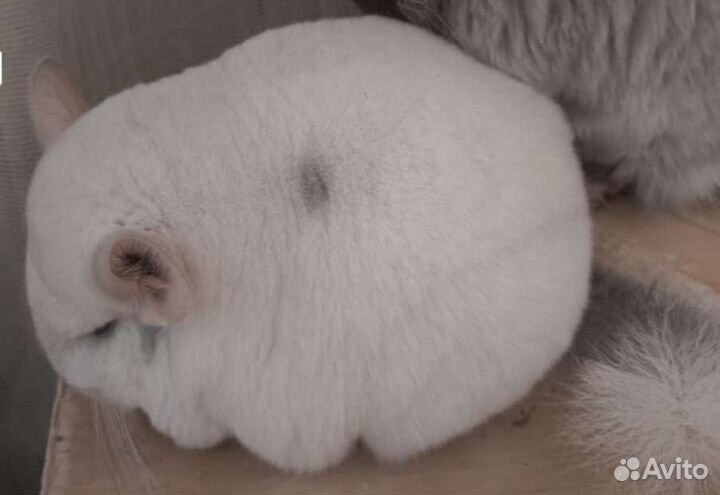 Шиншилла белая мозаика