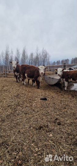 В продаже племенные Тёлки породы Герефорд (Нетели)