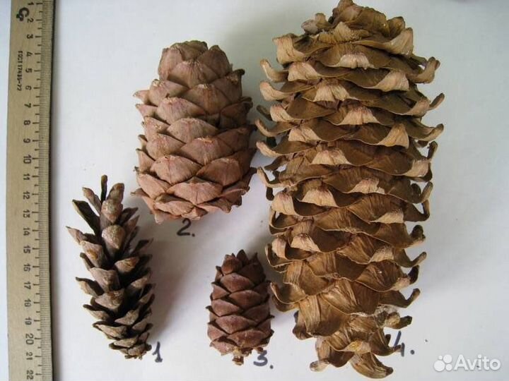 Кедр корейский саженцы