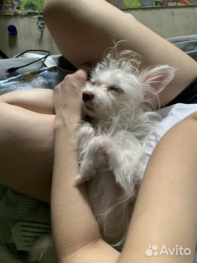 Вязка Китайская хохлатая