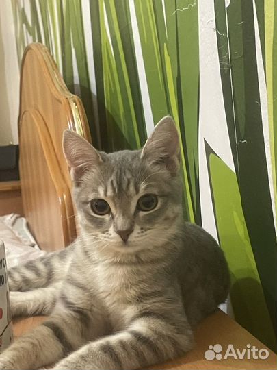 Отдам в добрые руки