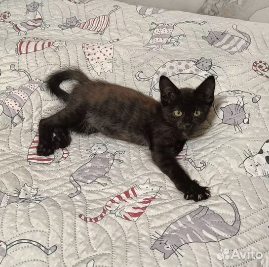 Кошка в дар бесплатно