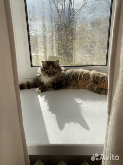 Кошка