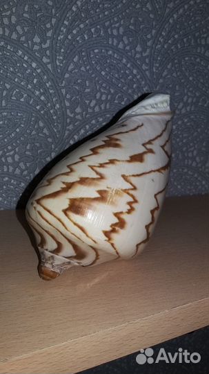 Ракушка 16см
