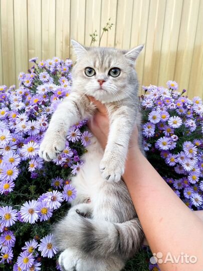 Бриташка краса