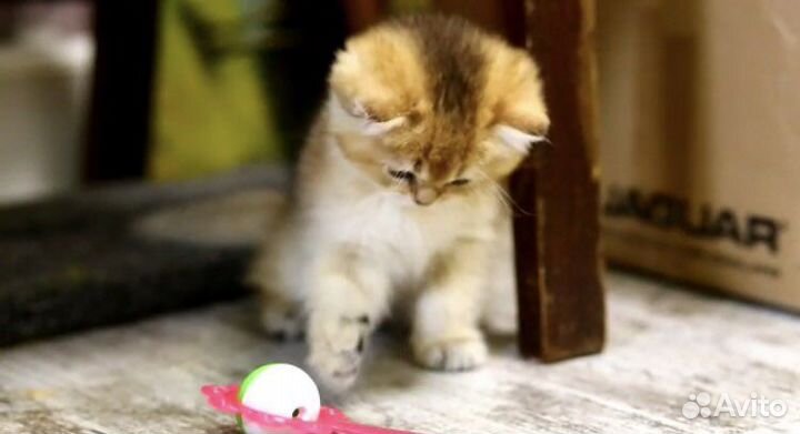 Британские золотые котята шиншиллы