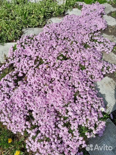 Флокс шиловидный