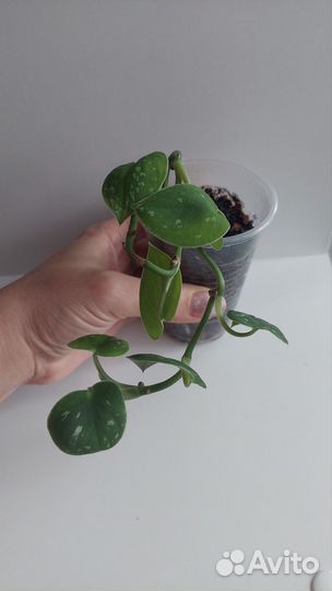 Сциндапсус сильвер энн