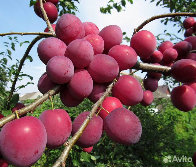 Саженцы алычи Кубанская Комета (синий)