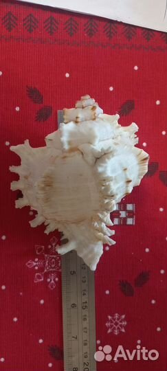 Морская ракушка