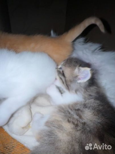 Котята мышеловы