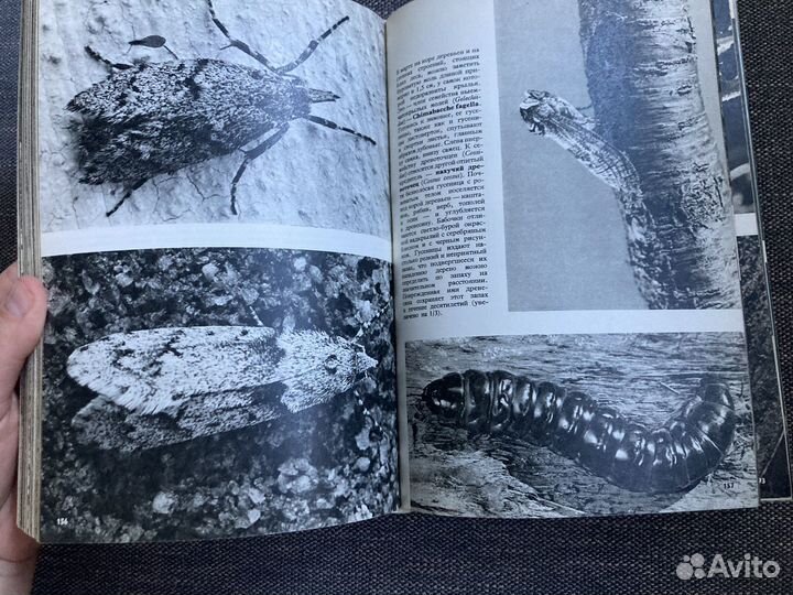 Иллюстрированная энциклопедия животных