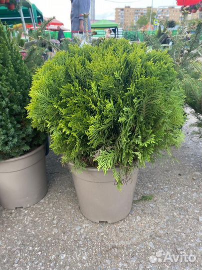 Ива хакуро нишики на штамбе