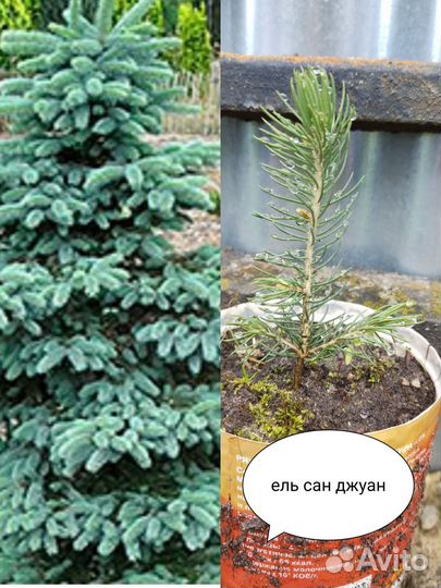 Ель Сан Джуан