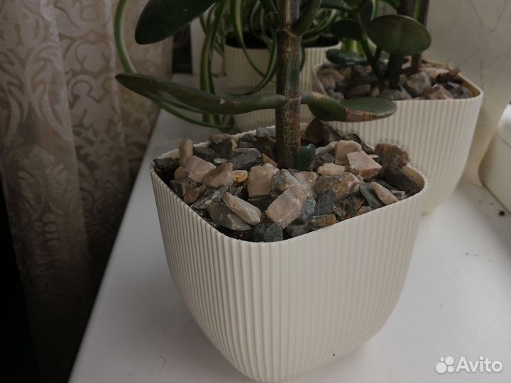 Денежное дерево, толстянка, крассула