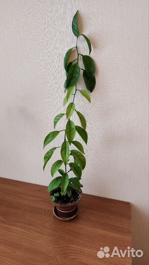 Эухарис, амазонская лилия,комнатные растения,цветы