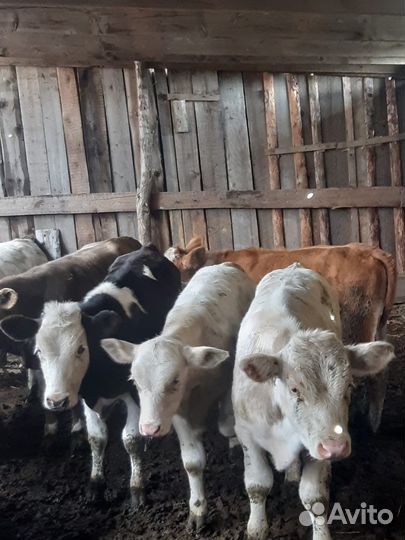 Бычки молодняк от 3 месяцев