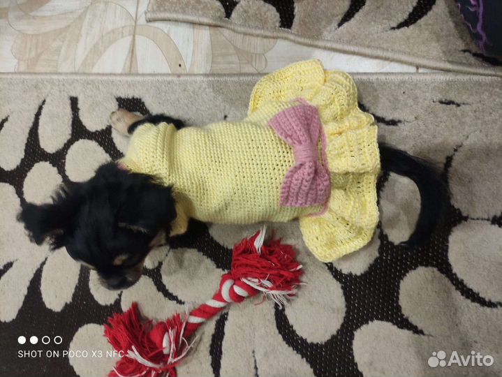 Платья для маленьких собак