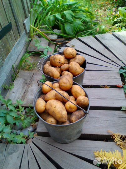 Картофель