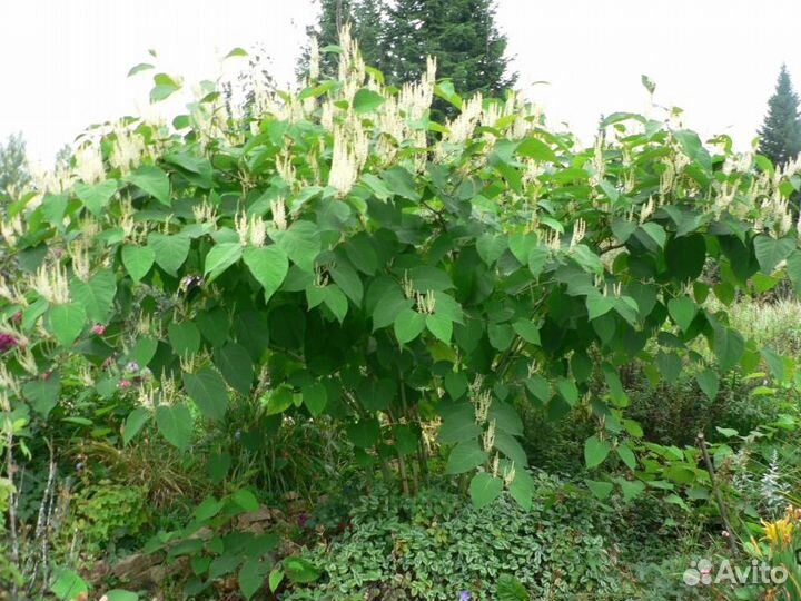 Бамбук садовый