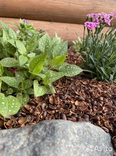 Мульча из скорлупы кедрового ореха