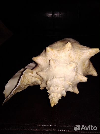 Раковина морского моллюска