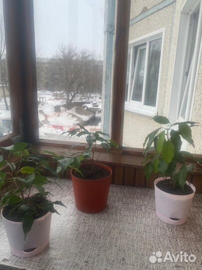 Комнатные цветы