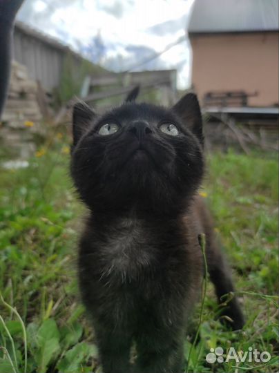 Кот в добрые руки