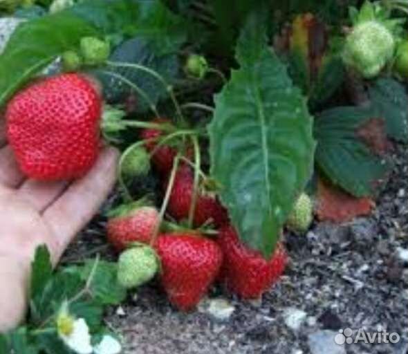 Рассада ремонтантной клубники Елизавета 2