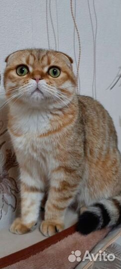 Шотландский кот вязка