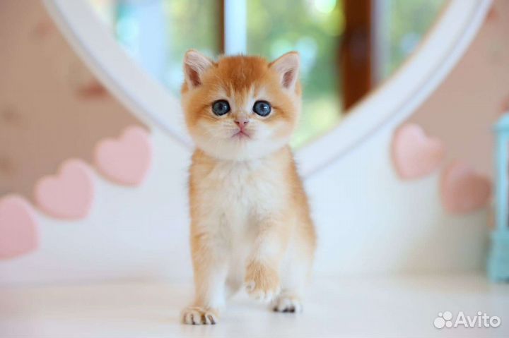 Британский мальчик. Золотая шиншилла