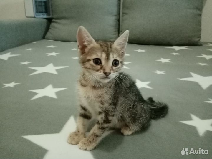 Котенок в дар бесплатно