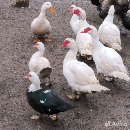 Индоутка мускусная утка