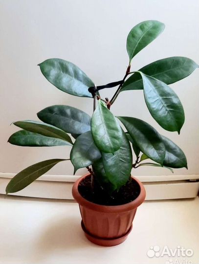 Фикусы в горшках в ассортименте