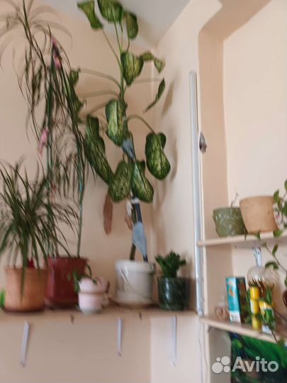 Диффенбахия