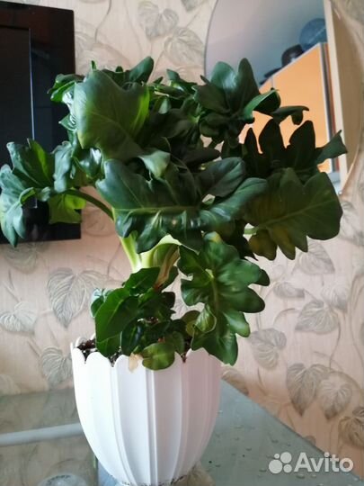 Филодендрон Атом