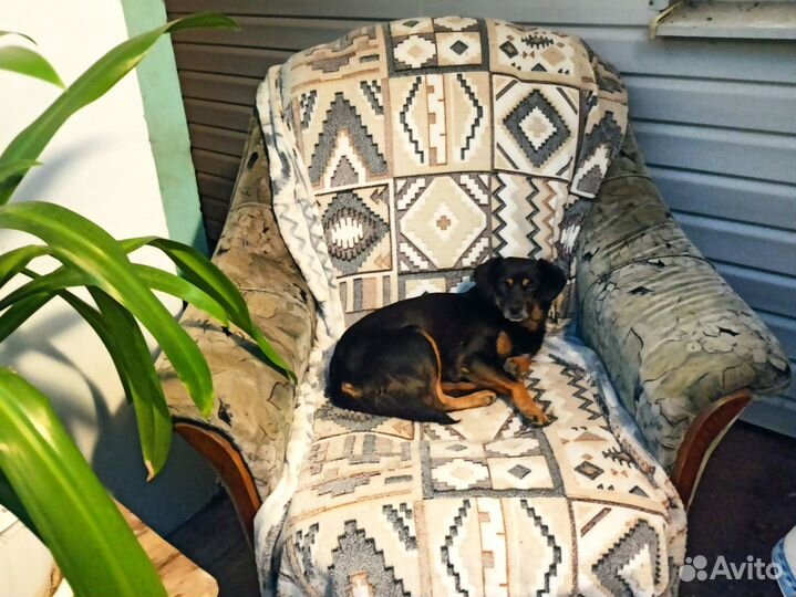 Собака в добрые руки