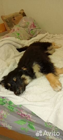 Выбросили щенка