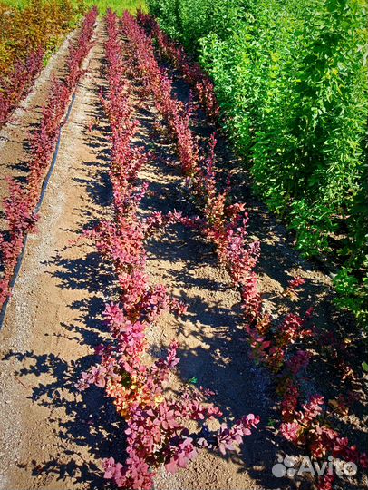 Продаю саженцы барбариса тунберга