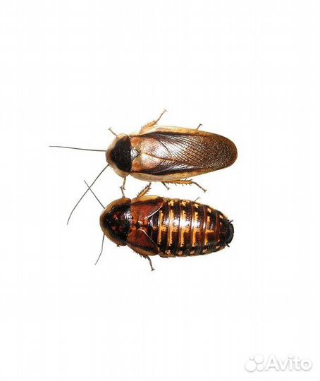 Аргентинский таракан