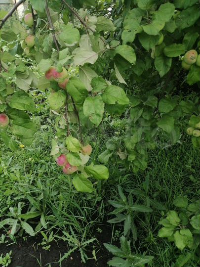 Дача 20 м² на участке 8 сот.