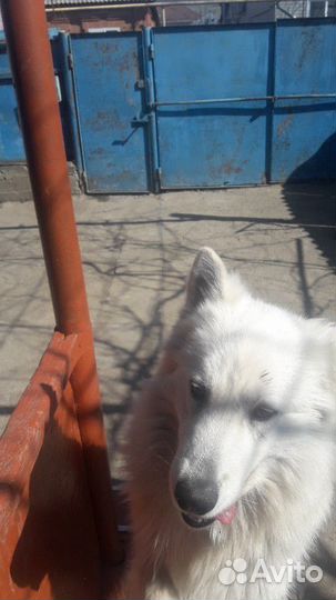 Белая швецарская