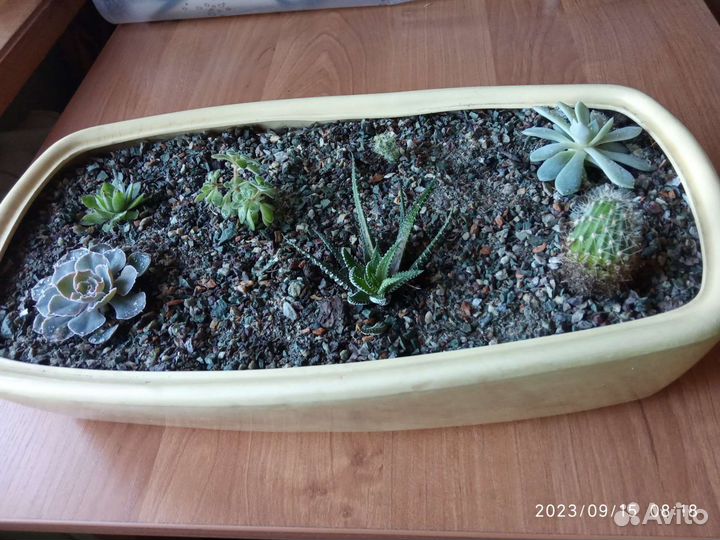 Суккуленты